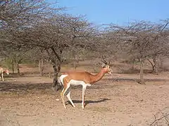Gazelle dama