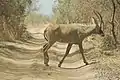 Antilope rouanne (Hippotragus equinus).