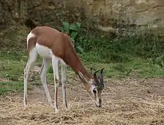 Gazelle de Mhorr dans la vallée des rhinocéros.