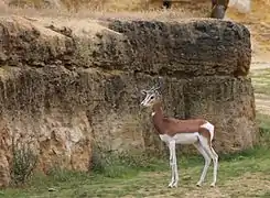 Gazelle de Mhorr dans la vallée des rhinocéros.