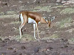 Gazelle dorcas au lac Abbe à Djibouti en février 2005.