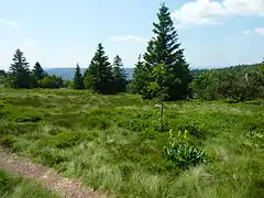 Végétation locale : gentiane, myrtilliers, bruyères et épicéas.