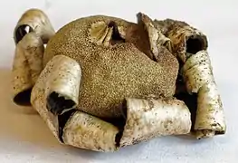 Geastrum campestre