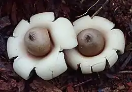 Geastrum elegans