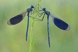 Demoiselles mâles en Allemagne. Mai 2019.