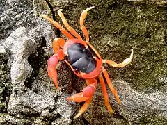 Description de l'image Gecarcinus lateralis 2.jpg.