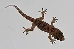 Description de l'image Gecko de la Gomera (Tarentola gomerensis).JPG.
