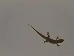 Gecko accroché au plafond en Chine (Yunnan).