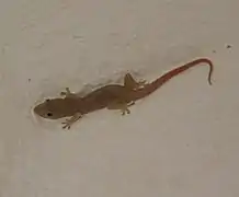Gecko sur un mur d'un complexe hôtelier cubain.