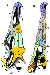 Représentations schématiques d'un crâne de varan (à droite) et de crocodilien (à gauche). Sur chacun des crânes, les différents os sont colorés de manière différente.