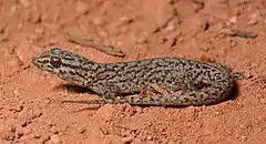 Description de l'image Gehyra variegatus (22706308869).jpg.