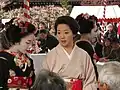 Fleurs de prunier dans les cheveux d’une maiko en février.