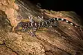 Gecko tokay