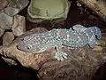 Gekko gecko présente des écailles dorsales en forme de tubercules.