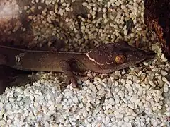 Description de l'image Gekko vittatus (Wroclaw zoo).JPG.