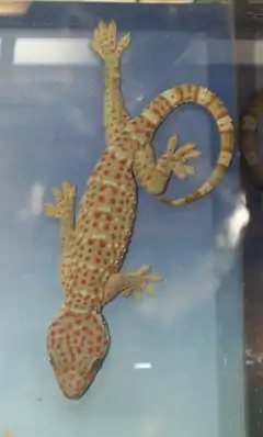 Gecko tokay.