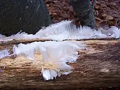 Effet du froid sur bois mort humide (contraction du bois : l'eau « exprimée » gèle).