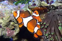 Le mâle d'un couple de poissons-clowns nettoie avec sa bouche les œufs du couple collés sur un surplomb.