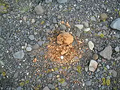 Un galet de hyaloclastite fragmenté par le gel au terme de cinq ans d'exposition, en Islande.