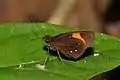 Papillon Ancistroides gemmifer (Hesperiidae)