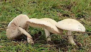 Leucoagaricus leucothites