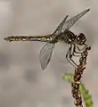 Sympetrum vulgatum - femelle