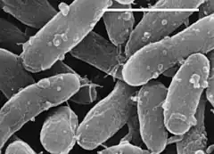 Bacteria - Gemmatimonas aurantiaca (- = 1 Micrometer).