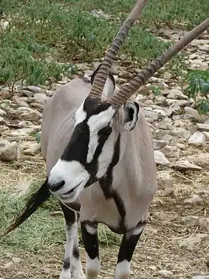 Oryx gazelle (Oryx gazella, Bovidae)