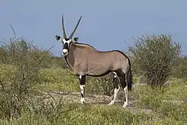 Un oryx gazelle mâle dans le parc national d'Etosha. Mars 2018.