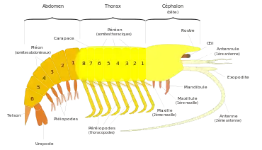 Schéma d'un malacostracé.