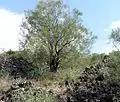 Genêt de l'Etna, poussant dans une ancienne coulée de lave de l'Etna