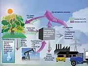 Le CO2 dans un écosystème