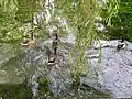 Une espèce très commune : canards colverts àGensac-la-Pallue.