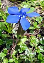 Gentiane de printemps(Gentiana verna)