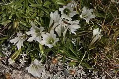 Description de l'image Gentiana algida arctic gentians.jpg.