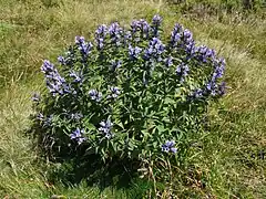 Touffe de Gentianes croisettes.