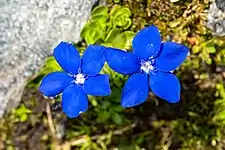 Petites fleurs aux pétales bleus et au cœur blanc plantées dans de la terre.