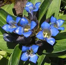 Inflorescence.