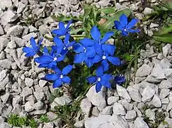 Gentiane orbiculaire (Gentiana orbicularis)