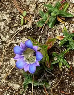 Description de l'image Gentiana ornata 1.JPG.