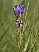 Photographie en couleurs et en gros plan de fleurs bleues campanulées