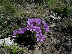 Description de l'image Gentiana ramosa Reichästiger Enzian.JPG.