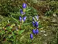 Photo couleur de fleurs bleues des gentianes du Japon.