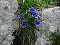 Gentiane acaule(Gentiana acaulis)