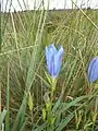 La Gentiane des marais dans la vallée de la Helle.