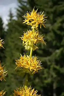 Gentiane jaune(Gentiana lutea)