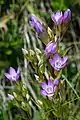 Gentianella austriaca