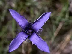 Gentiane ciliée(Gentianopsis ciliata)