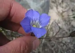 Une main tenant une fleur violette