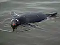 Un Manchot papou en train de nager à la surface de l’eau.